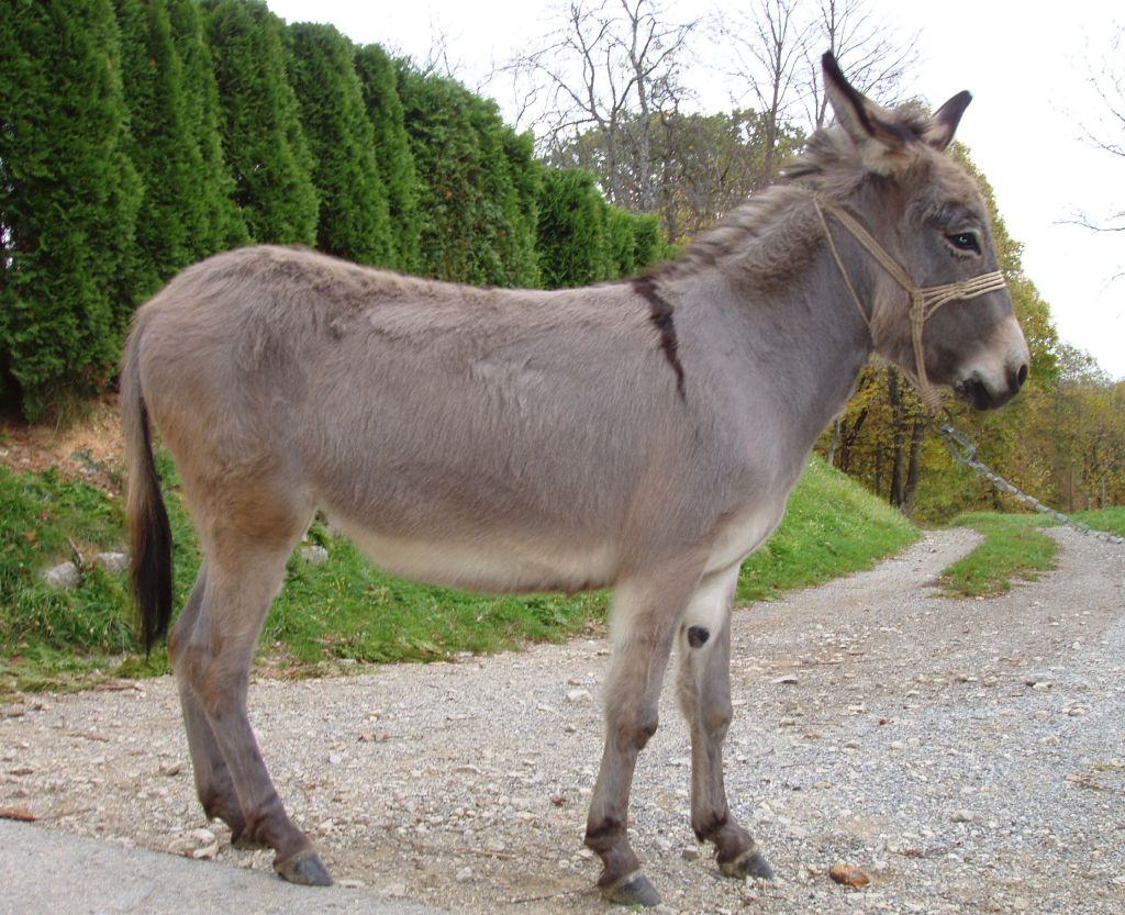 Primorsko-dinarski magarac – Banka gena domaćih životinja