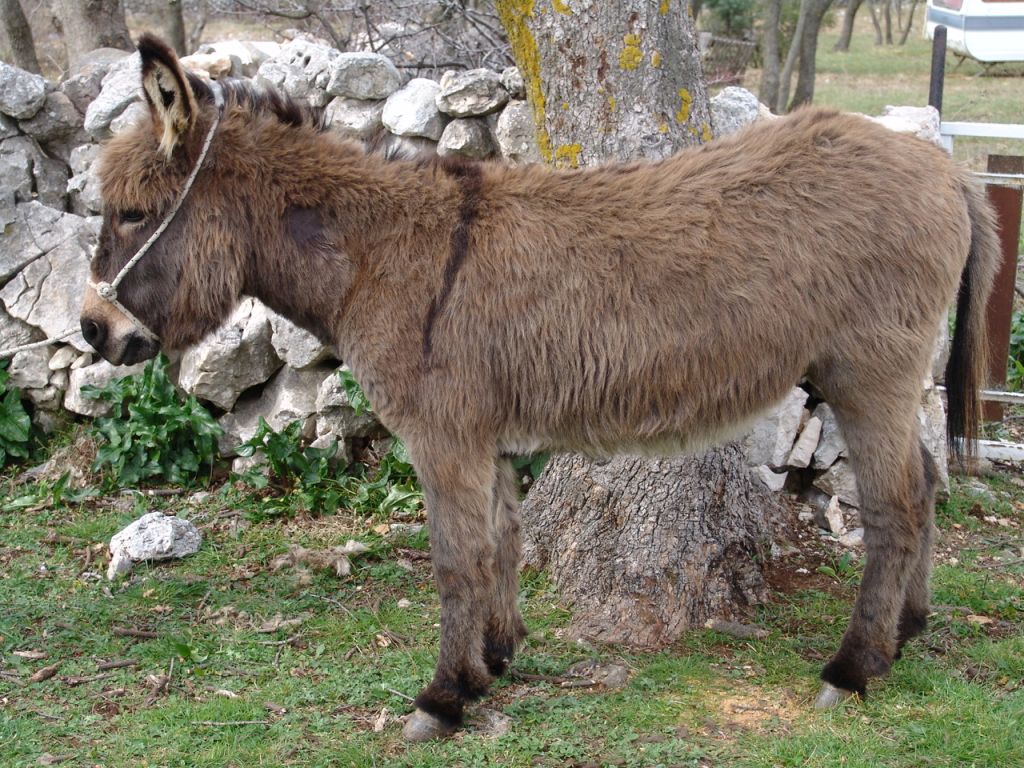 Sjeverno-jadranski magarac – Banka gena domaćih životinja
